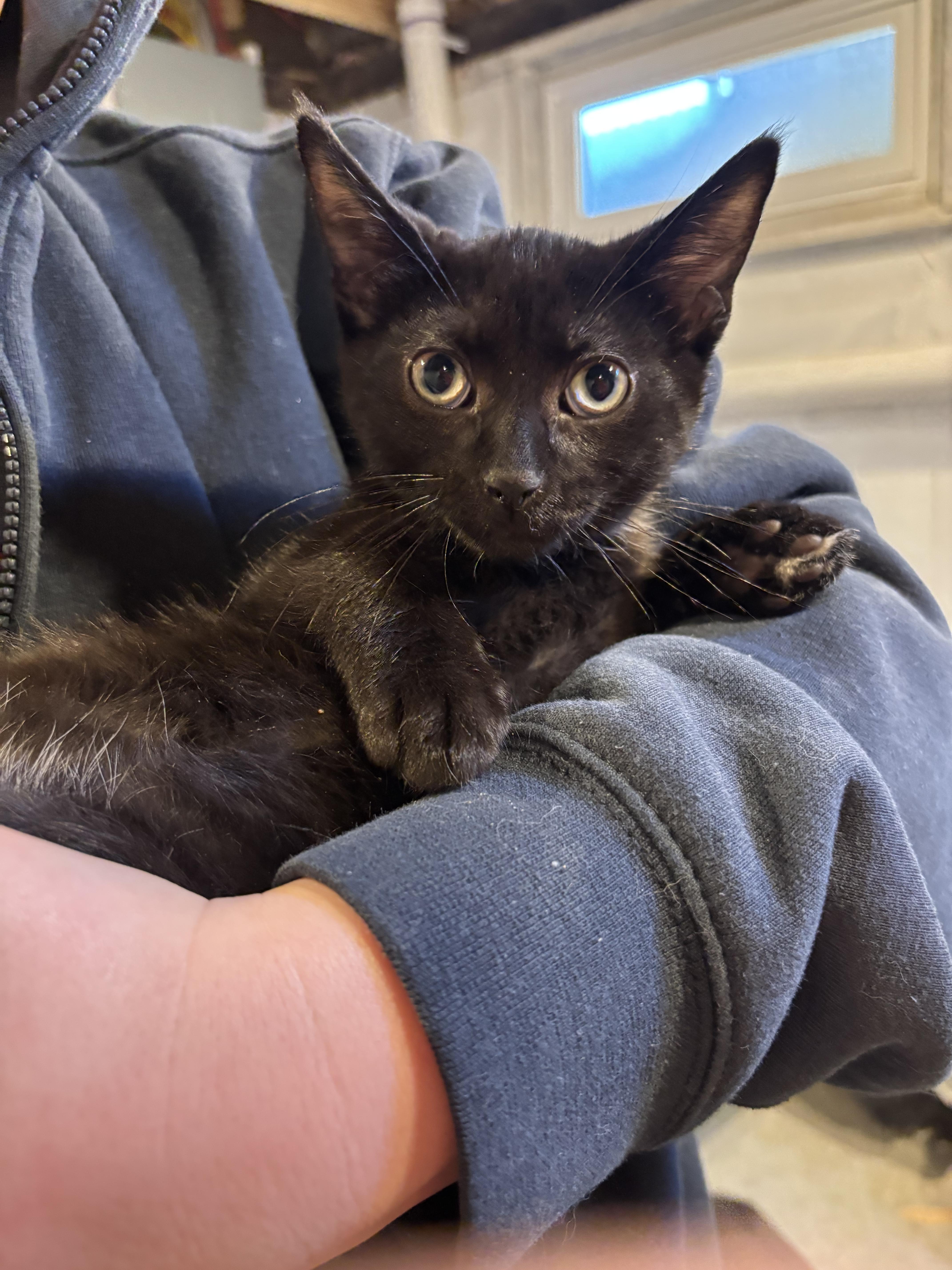 A baby medium-sized male Black Domestic Short Hair cat named Mort for adoption in Richmond, VA
