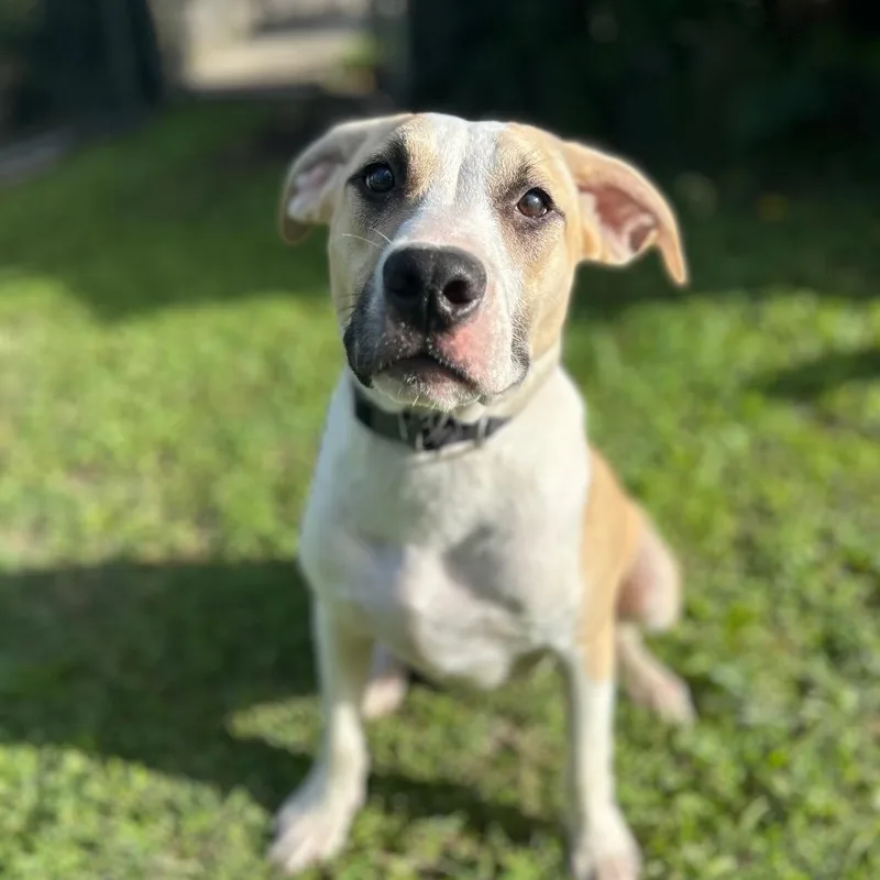 An adult medium-sized male White / Cream Pit Bull Terrier dog named Herb Litter: for adoption in Keaau, HI