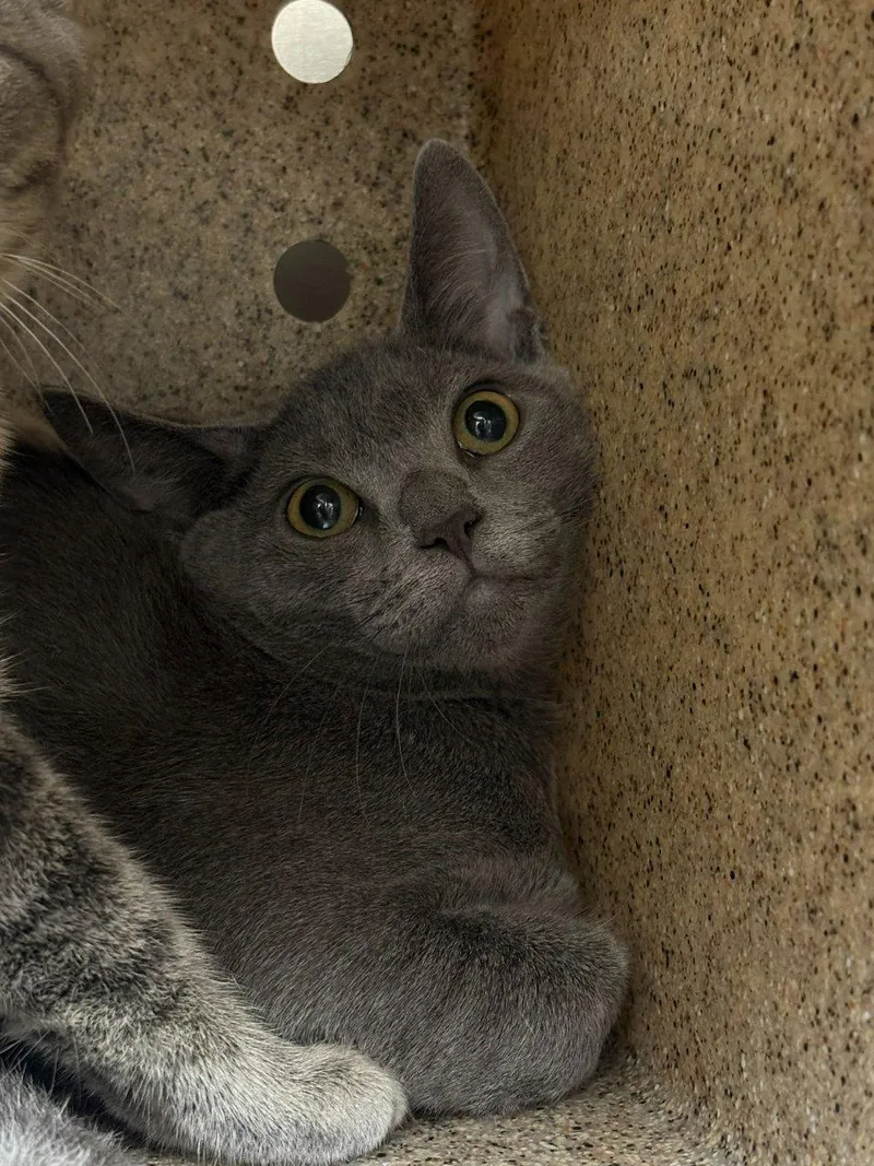 A baby small-sized male Domestic Short Hair cat named Cole Slaw for adoption in Raleigh, NC