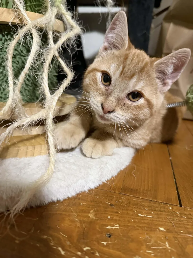 A young medium-sized male Domestic Short Hair cat named Orion  Comet  for adoption in Chelsea, VT
