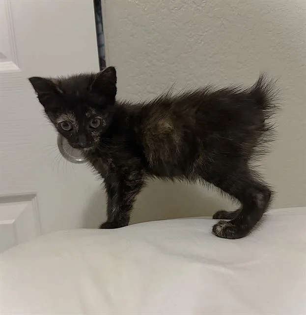 A baby small-sized female Domestic Short Hair cat named Bambi for adoption in Sacramento, CA