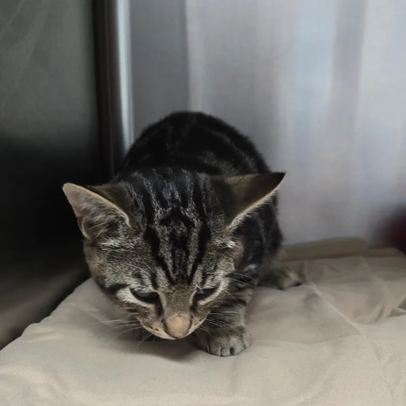 A young small-sized male Torbie Domestic Short Hair cat named King for adoption in Mount Gilead, NC