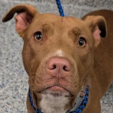 An adult medium-sized female Brown / Chocolate American Staffordshire Terrier dog named Clover for adoption in Greenville, SC