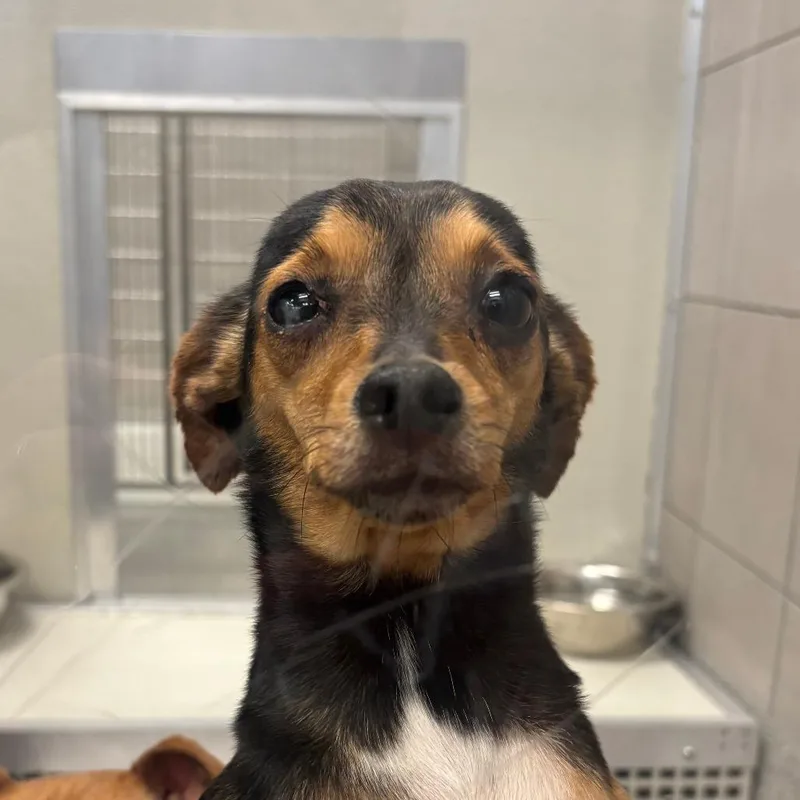 An adult small-sized female Brown / Chocolate Chihuahua dog named Chicken for adoption in Hinsdale, IL