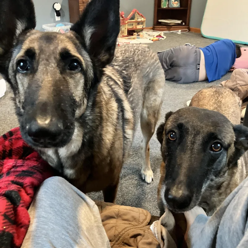 A senior medium-sized female Bicolor Belgian Shepherd / Malinois dog named Miszka for adoption in Nutting Lake, MA
