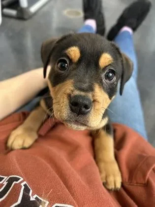 A baby small-sized female Mixed Breed dog named Osmosis for adoption in Scotia, NY