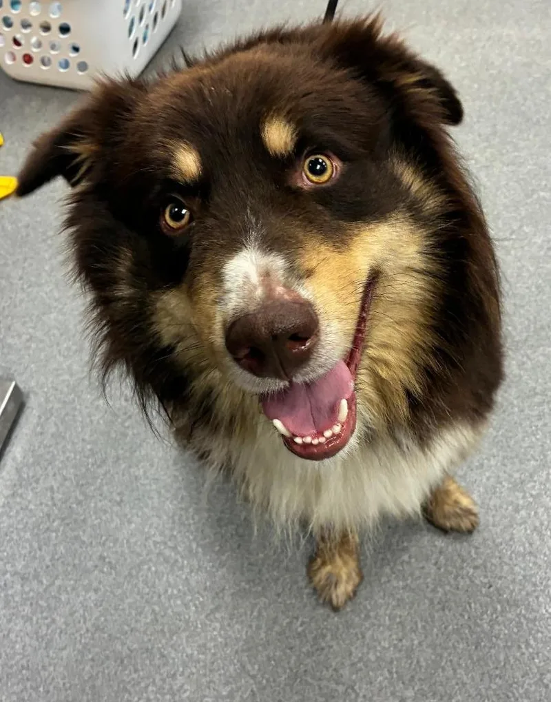 A young large-sized male Australian Shepherd dog named Snickers Yrly for adoption in Sidney, OH