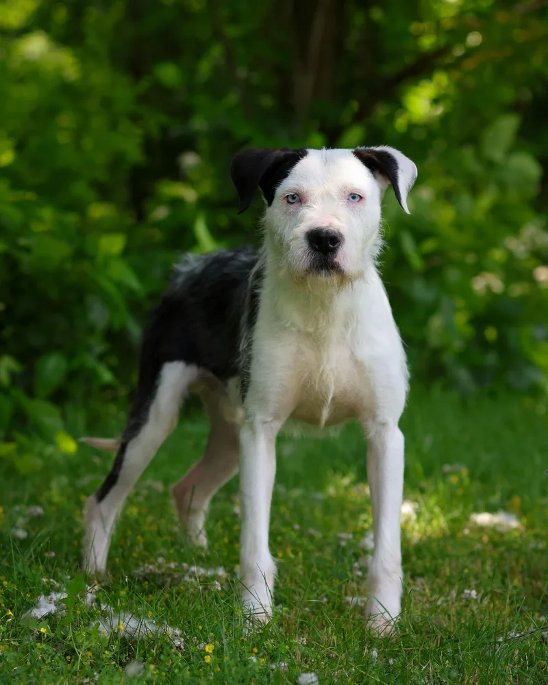 A young medium-sized male Black Terrier dog named Copland for adoption in Bridgeport, CT