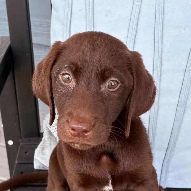 A baby large-sized female Brown / Chocolate Chocolate Labrador Retriever dog named Daisy for adoption in Jacksonville, FL