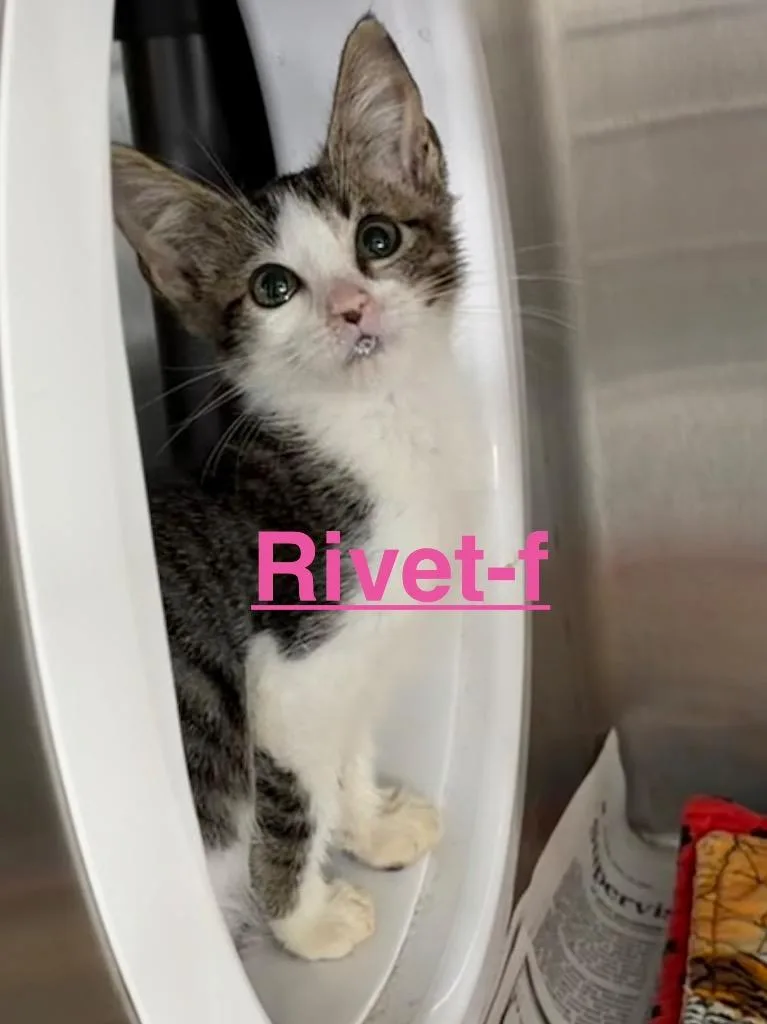 Rivet