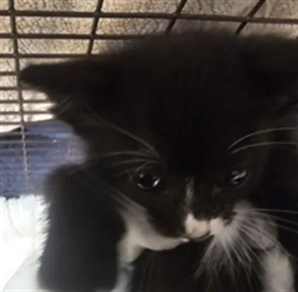 A baby small-sized female Domestic Short Hair cat named Lion for adoption in Chatsworth, CA