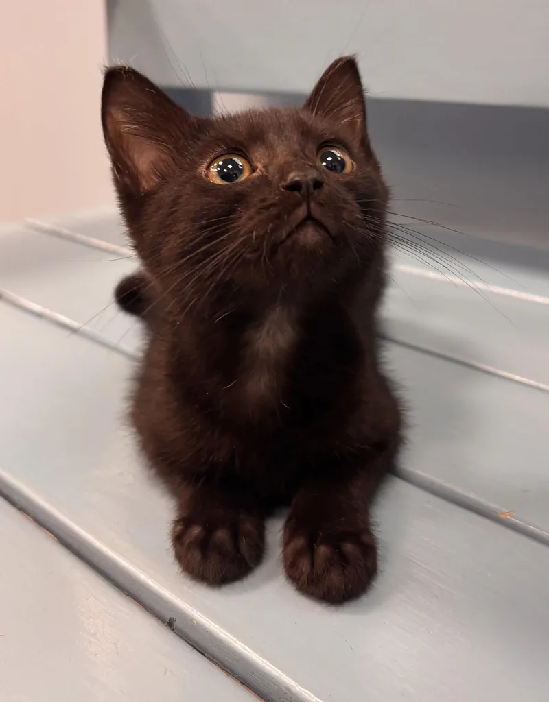 A baby medium-sized male Black Domestic Short Hair cat named Rye for adoption in Georgetown, KY