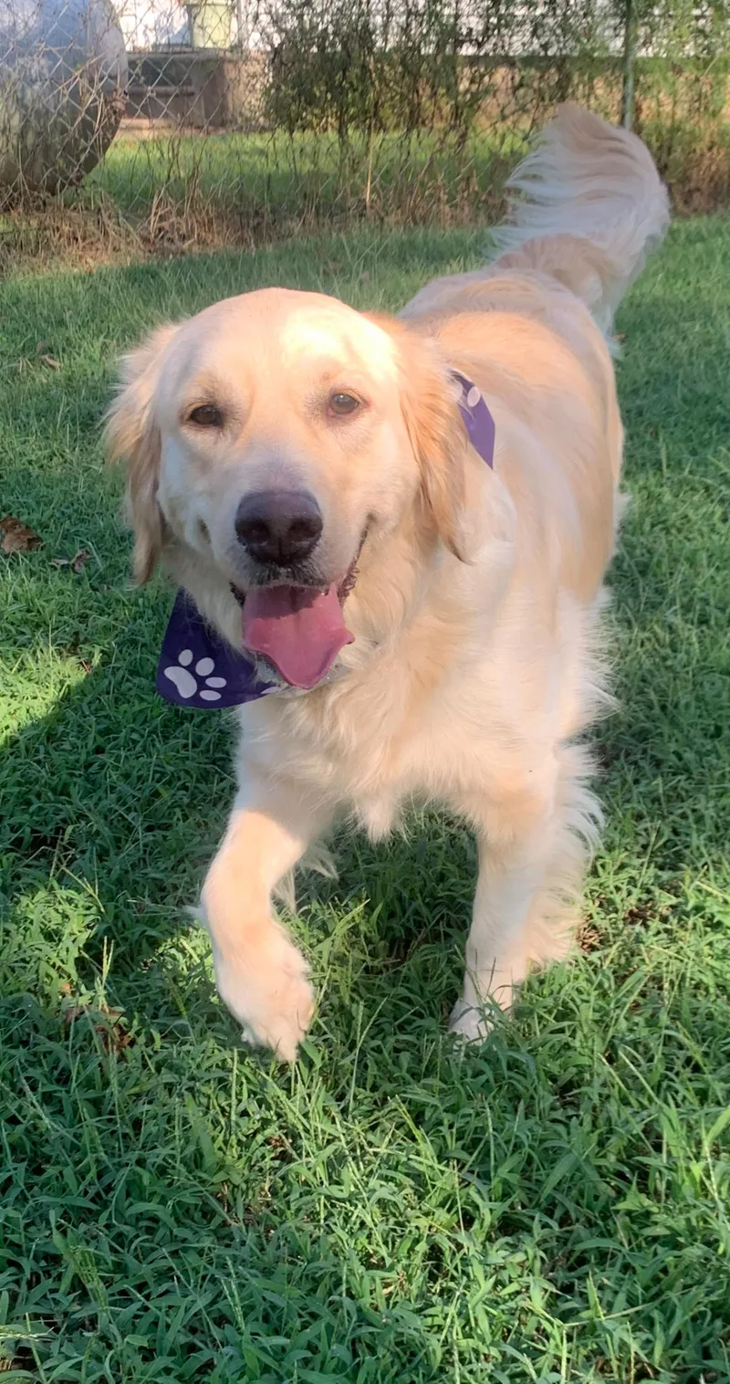An adult medium-sized female White / Cream Golden Retriever dog named Lucy for adoption in Hartwell, GA