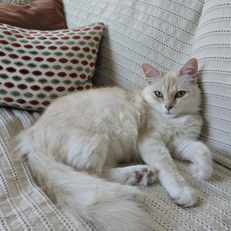 A young medium-sized female Buff / Tan / Fawn Burmilla cat named Tiffanie aka Mango for adoption in North Hollywood, CA