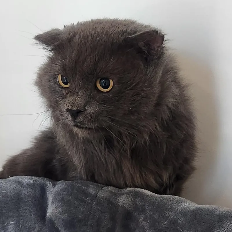 A senior large-sized male Domestic Medium Hair cat named Charlie for adoption in Cumming, GA