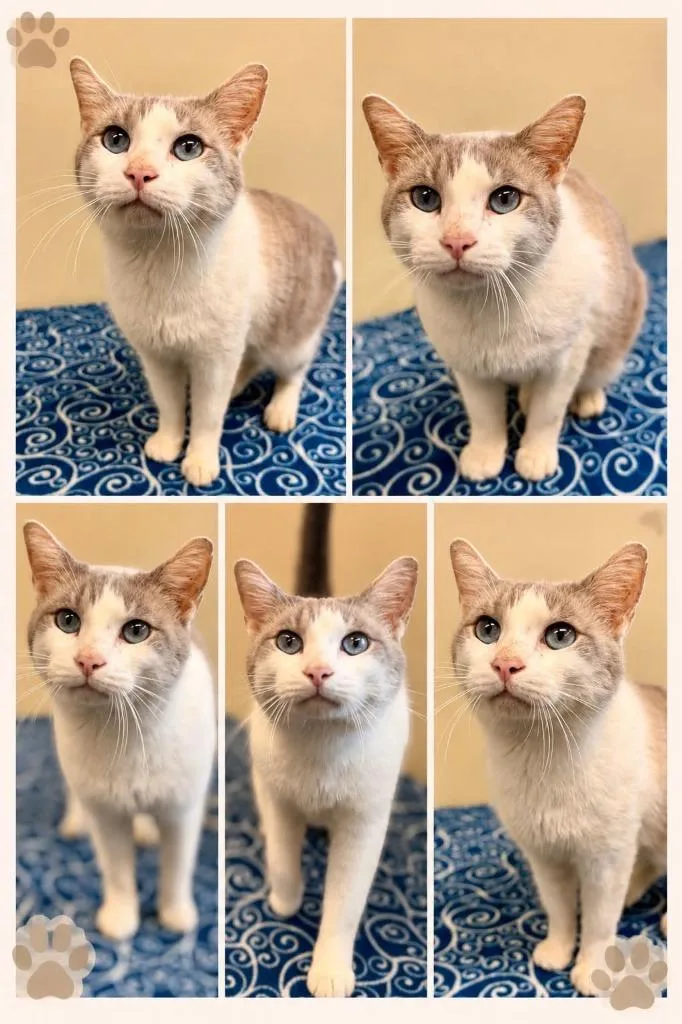 A young large-sized male Domestic Short Hair cat named Jj for adoption in Rensselaer, IN