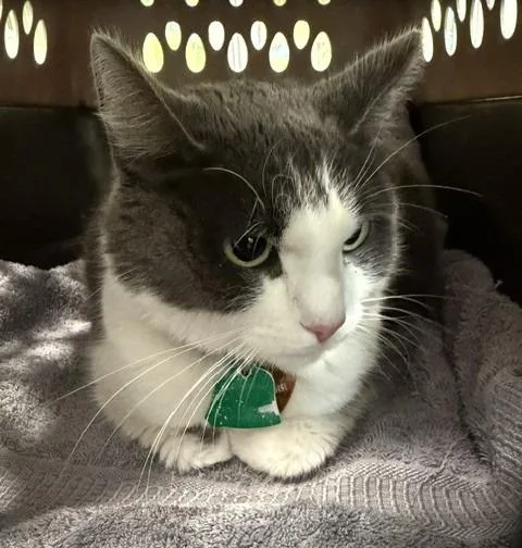 An adult medium-sized female Domestic Short Hair cat named Nona for adoption in Windsor, CT