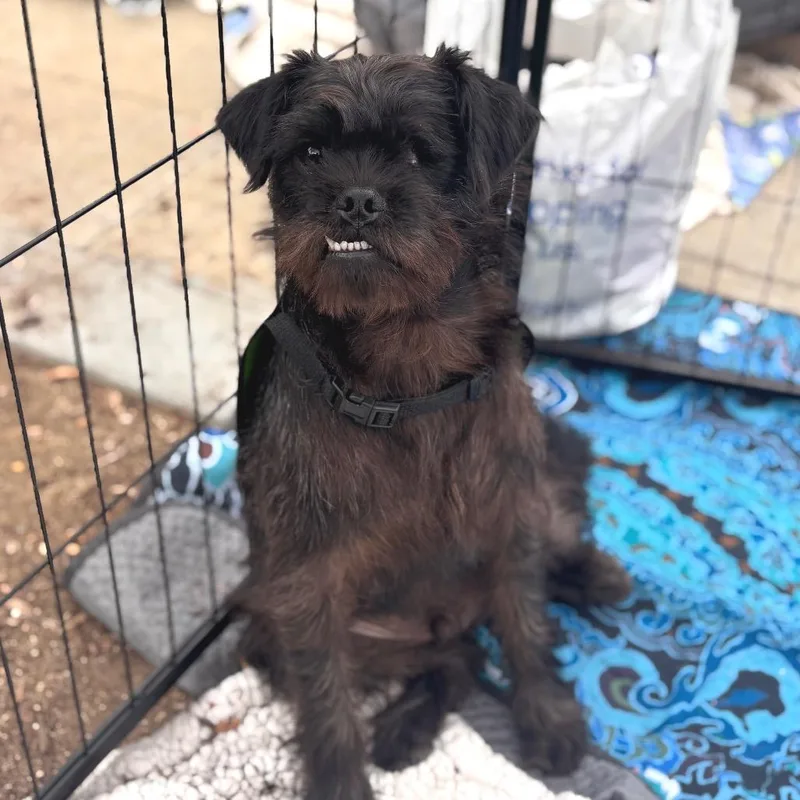 An adult small-sized male Black Terrier dog named Popeye for adoption in San Diego, CA