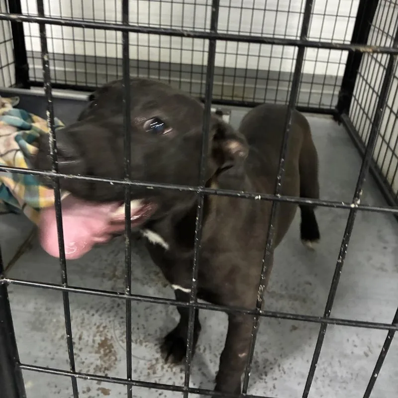 A young small-sized female Brown / Chocolate Terrier dog named Horchata for adoption in St. Louis, MO