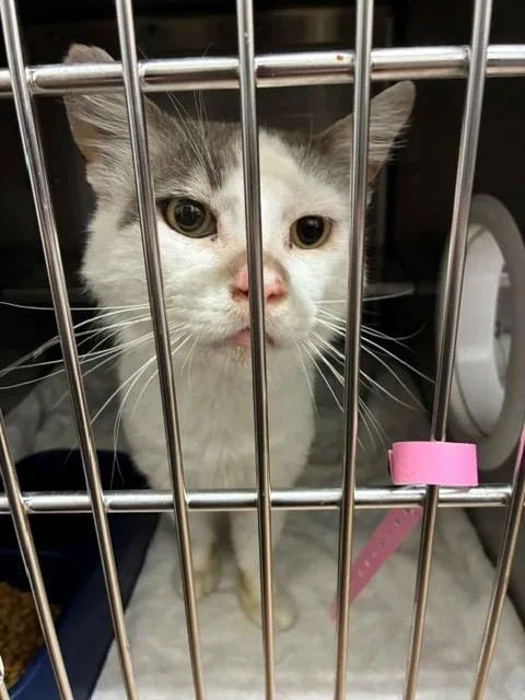 A senior small-sized male Domestic Medium Hair cat named Messi for adoption in Chula Vista, CA