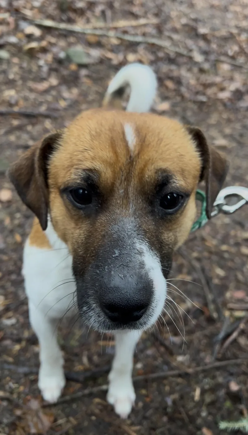 A young small-sized male White / Cream Jack Russell Terrier dog named Dasheen for adoption in Millerstown, PA