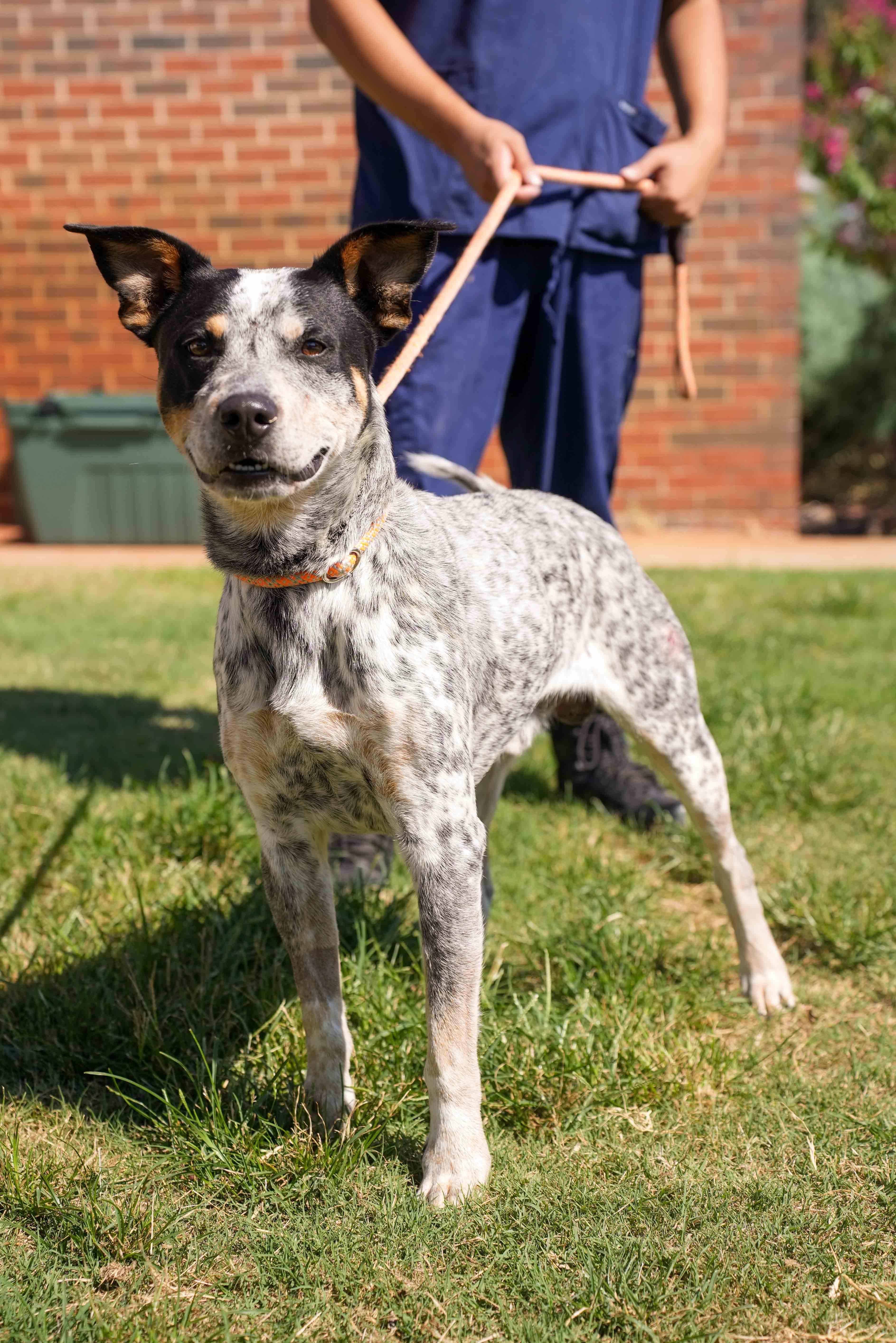 An adult medium-sized male Australian Cattle Dog / Blue Heeler dog named Rocky for adoption in Stillwater, OK
