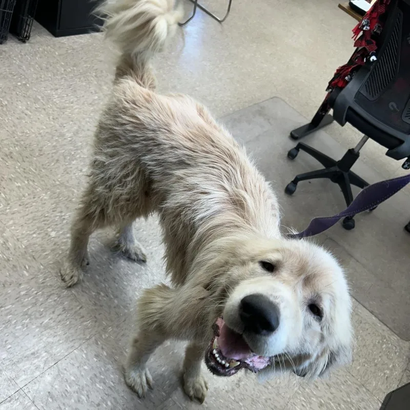 An adult large-sized female White / Cream Great Pyrenees dog named Miley for adoption in Rossville, GA