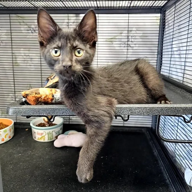A baby small-sized male Black Domestic Short Hair cat named Scrabble for adoption in Monroe, MI