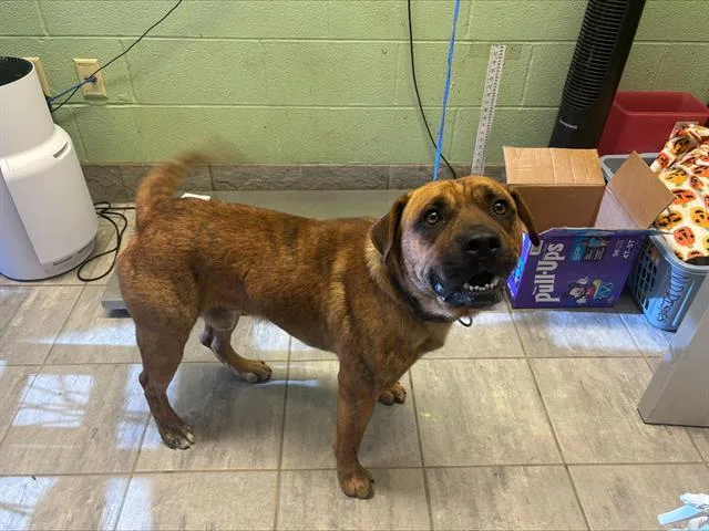 A young large-sized male American Staffordshire Terrier dog named Mr. Pibb for adoption in Grand Prairie, TX