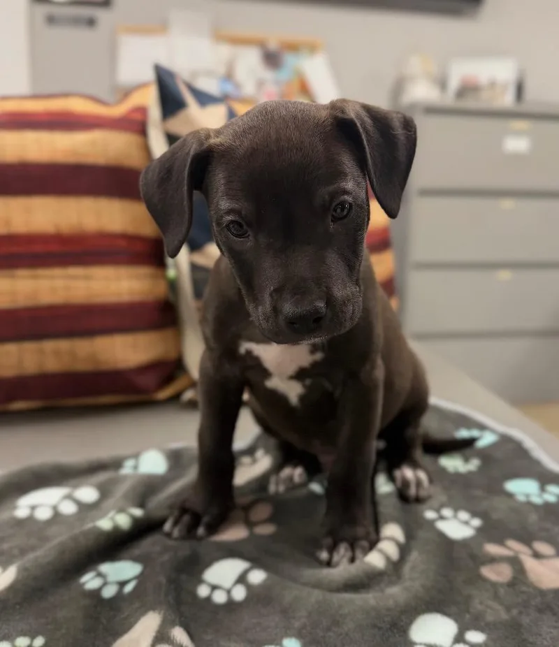 A baby small-sized male American Staffordshire Terrier dog named Jack for adoption in Pierceton, IN