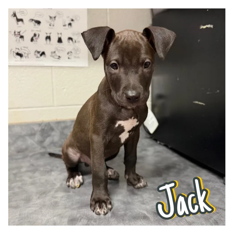 Jack thumbnail 2