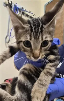 An adult small-sized male Domestic Short Hair cat named Mustard for adoption in Fremont, CA