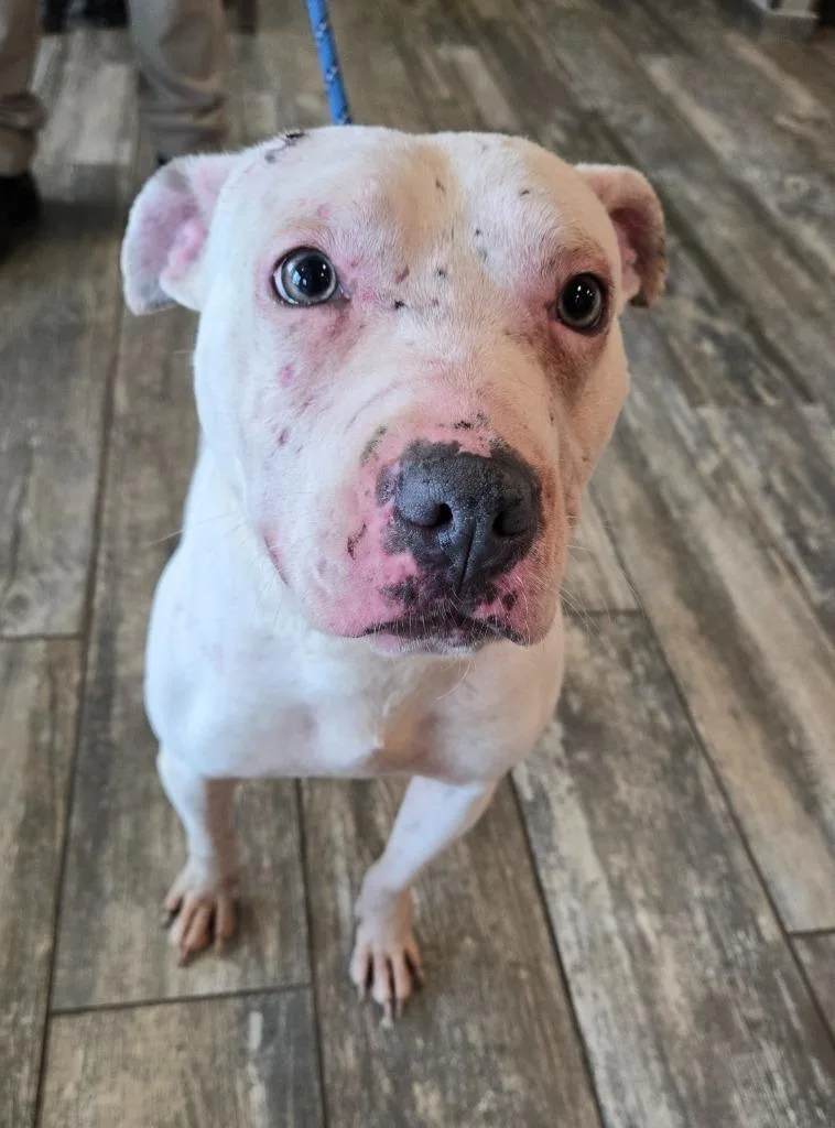 An adult large-sized female Pit Bull Terrier dog named Moki Yrly for adoption in Sidney, OH