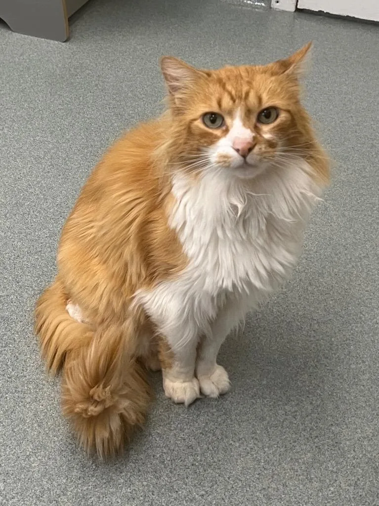 A senior medium-sized male Domestic Medium Hair cat named Pun'kin for adoption in Cumberland, ME