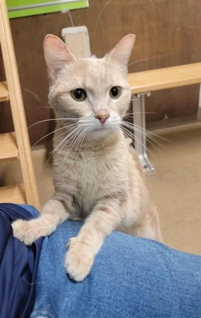 An adult medium-sized female Domestic Short Hair cat named Selma for adoption in Saint Peters, MO