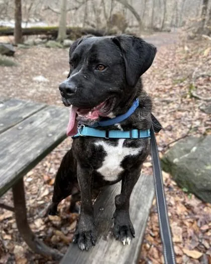 An adult large-sized male Boxer dog named Ravioli for adoption in Washington, DC