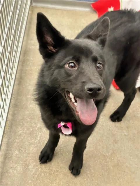 A young small-sized female German Shepherd Dog dog named Ginger for adoption in Loveland, CO