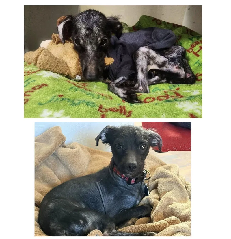 An adult small-sized male Terrier dog named Bobby: Miracle Boy! for adoption in Rootstown, OH