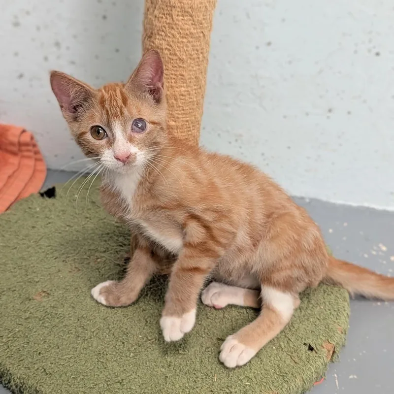 A baby small-sized male Orange / Red Domestic Short Hair cat named Orange Julius for adoption in Kailua Kona, HI