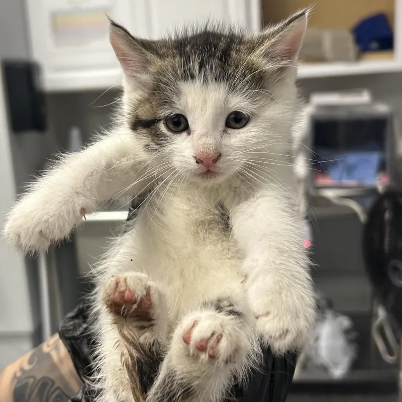 A baby small-sized female Domestic Medium Hair cat named Sinoper for adoption in Greenville, SC