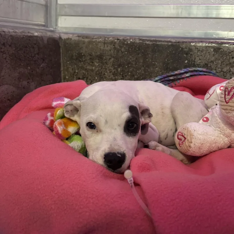 A baby small-sized male American Staffordshire Terrier dog named Niffler for adoption in Los Angeles, CA