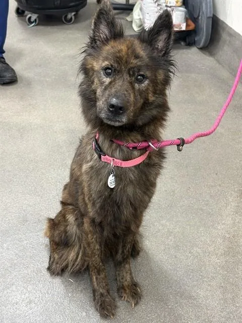 An adult medium-sized female Dutch Shepherd dog named Ru Paul for adoption in Upper Marlboro, MD
