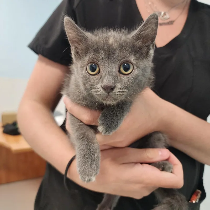 A baby small-sized female Tortoiseshell Domestic Short Hair cat named Sencha Honey for adoption in Middletown, NY