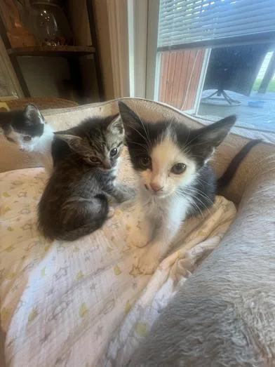 Dottie thumbnail 3