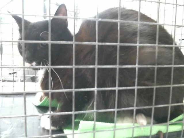 A young medium-sized female Domestic Short Hair cat named Amara for adoption in Houston, TX