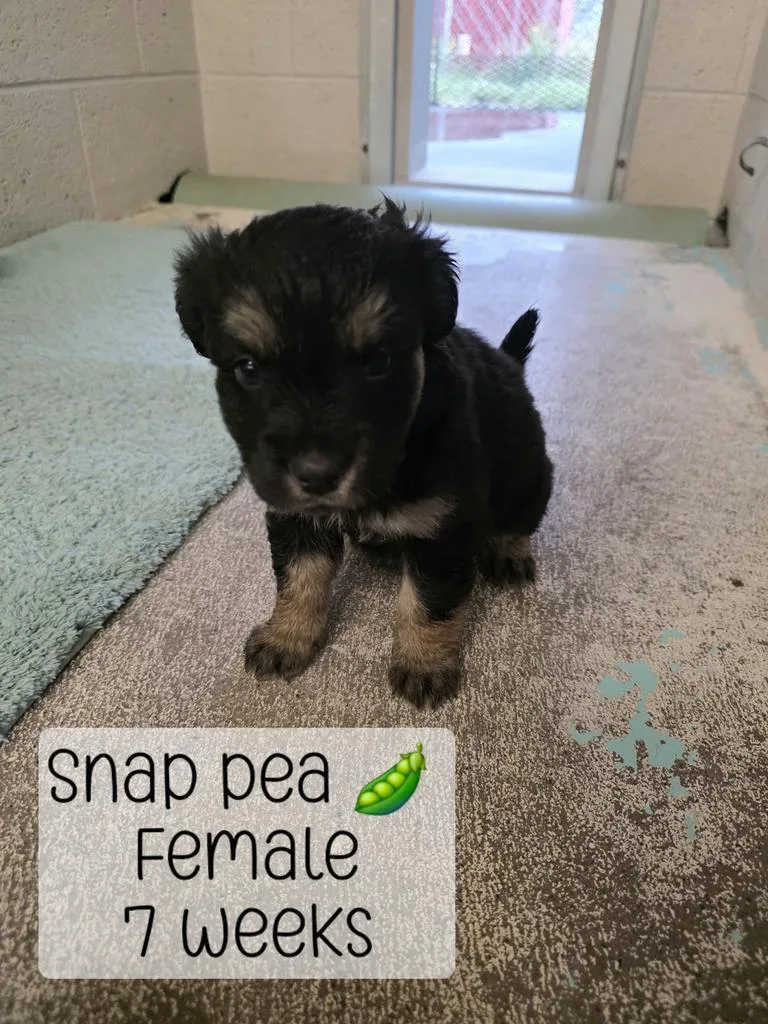 Snap Pea