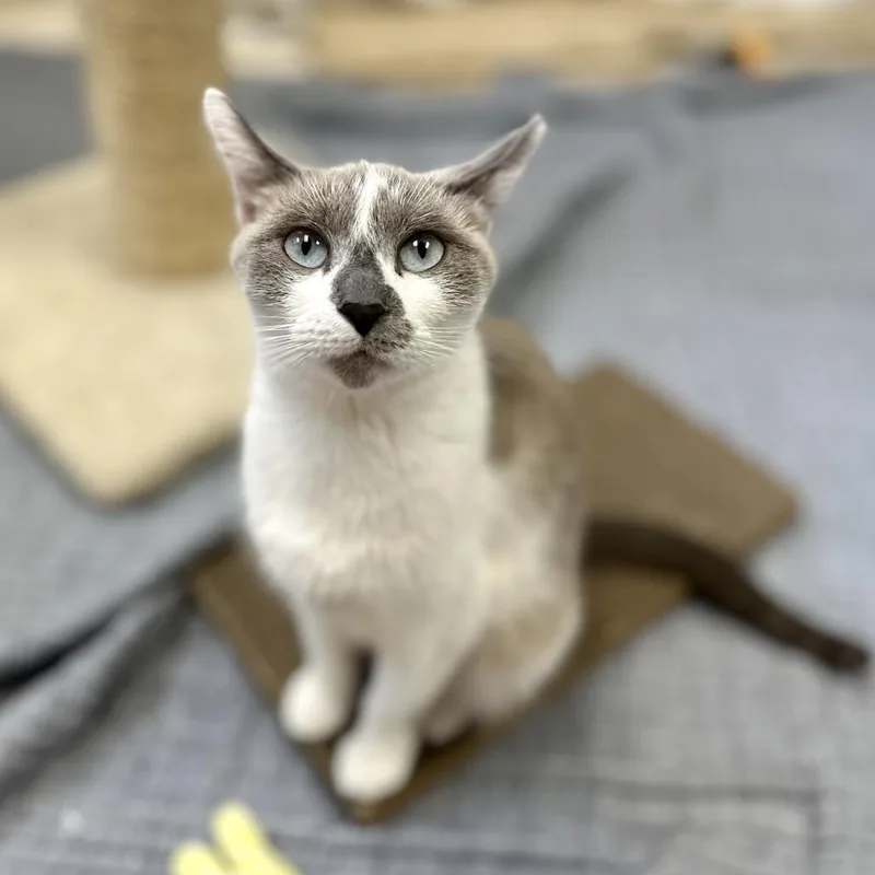 A young medium-sized female White Domestic Short Hair cat named Angel for adoption in Bedford, NH