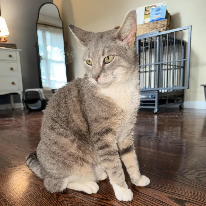 An adult small-sized female Gray / Blue / Silver Domestic Short Hair cat named Roxy for adoption in Hedgesville, WV