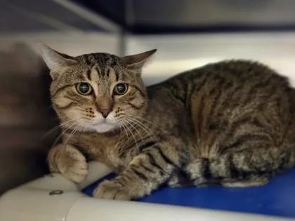 A young large-sized male Domestic Short Hair cat named Chino for adoption in Westland, MI