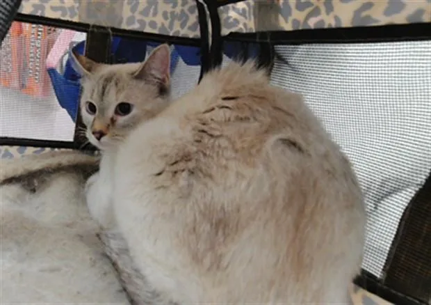 Duchess